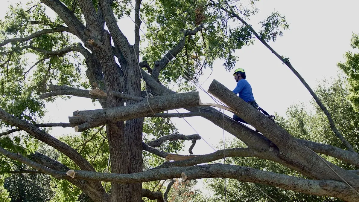 Professional Crown Thinning performed by certified arborists in Crystal City
