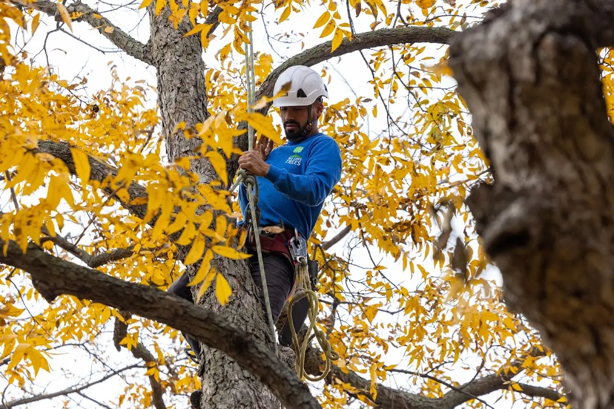 Skilled Tree Transplanting crew working in Crystal City